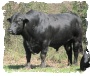 Registered Brangus Bull Mr Brinks Sundance