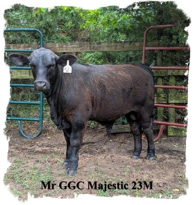 Registered Brangus bull.