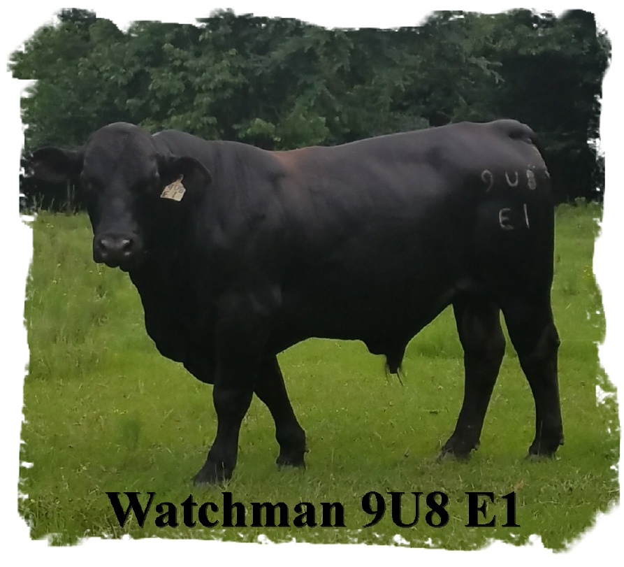 Watchman