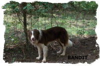 Red and white Border collie male Bandit standing