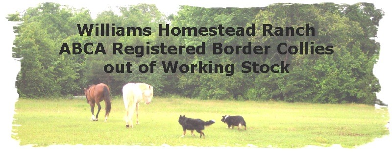 Border Collies working horses in lower meadow