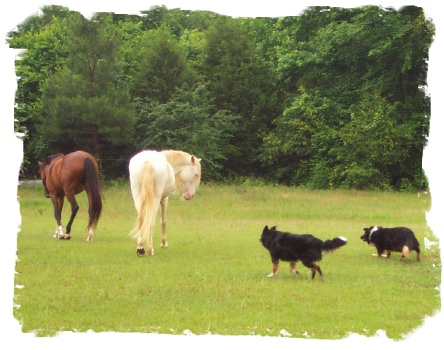 working horses