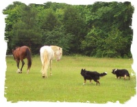 Border Collies working horses