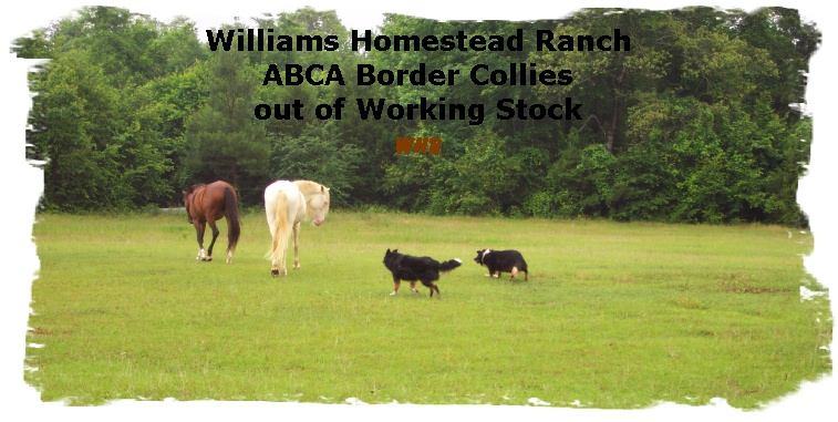 Border Collies Maggie and Bronte working horses at WHR