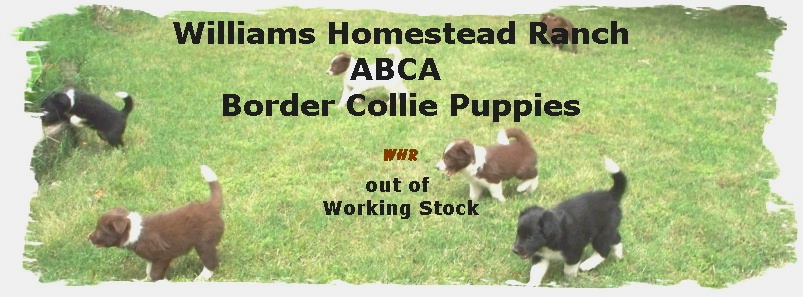 Border Collies puppies out of Mindy