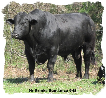 Registered Brangus Bull Mr Brinks Sundance 94S