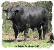 Registered Brangus bull Mr Brinks Sundance 94S