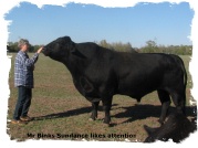 Mr Brinks Sundance is a Registered Bangus bull