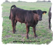 Registered Brangus Bull out of Mr Brinks Sundance at 4 months of age.