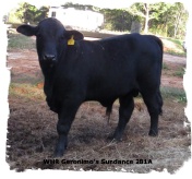 Registered Brangus bull