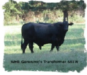 Registered Brangus Bull WHR Geronimo's Transformer 661W