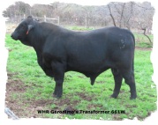 Registered Brangus Bull at 2 years of age WHR Geronimo's Transformer 661W
