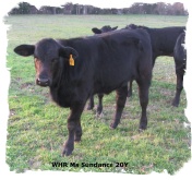 Registered Brangus heifer out of Mr Brinks Sundance