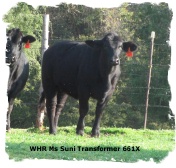 Registered Brangus heifer out of Mr Brinks Sundance 661X