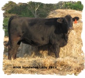 Registered Brangus heifer out of Mr Brinks Sundance