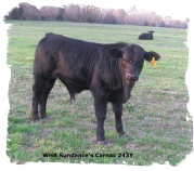 Registered Brangus Bull out of Mr Brinks Sundance at 5 months of age