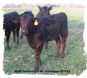 Registered Brangus heifer out of Mr Brinks Sundance 675Y2