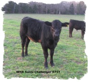 Registered Brangus heifer out of Mr Brinks Sundance