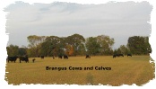 Brangus cows and Calves in pasture