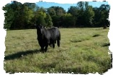 Brangus Bull 29T