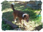 Sable Border Collie male CC
