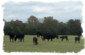Brangus cows and calves in the pasture