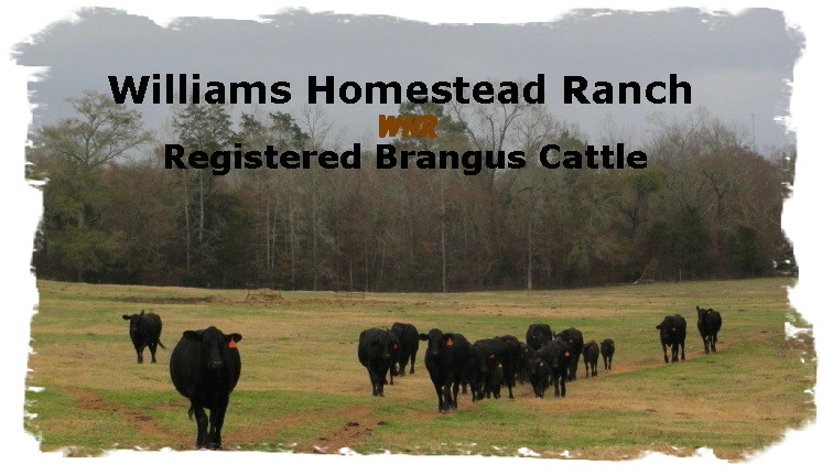 Registered Brangus cows and calves