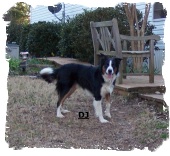 Tricolor Border collie male DJ