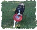 Border Collie male DJ witha frisbee in his mouth