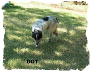Black and White female Border Collie