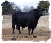 First Mate of Brinks registtered Brangus bull