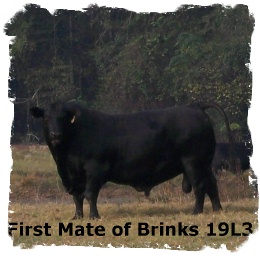 Brangus bull First Mate of Brinks 19L3