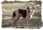Red and White male Border Collie