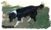 Black and white Border Collie female Maggie
