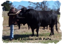 Mary Escobar and Brangus bull McMullen's Geronimo Hotline