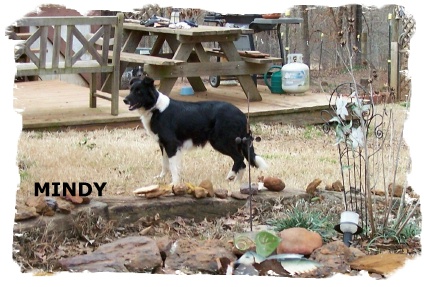 Black and White female Border Collie