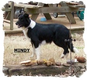Black and white Border Collie female Mindy