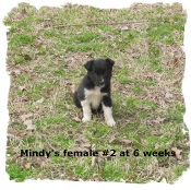 Mindy and Bandit's black and white female Border Collie at 6 weeks