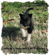 Black and white female Border Collie pup at 7 weeks