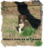 Red and white male Border Collie pup at 7 weeks
