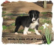 Black and white male Border Collie pup at 7 weeks