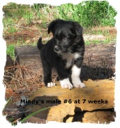 Black and white male Border Collie pup at 7 weeks