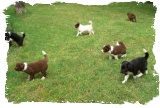 Mindy's Border Collie puppies
