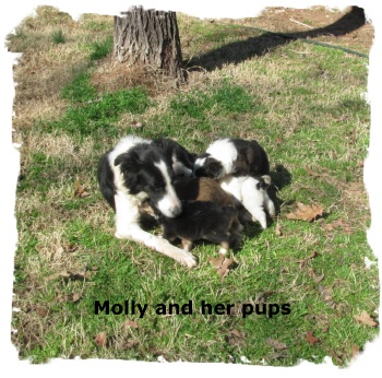 Black and white Border Collie and her pups