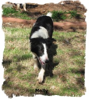 Black and white female Border Collie Molly