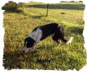 Black and white Border Collie female Molly