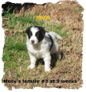 Black and white female Border Collie pup at 5 weeks