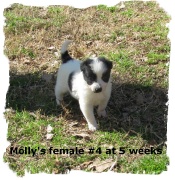Black and white female Border Collie pup at 5 weeks