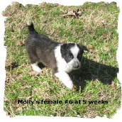 Ghost Sable and white female Border Collie pup at 5 weeks