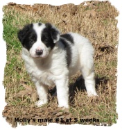 Black and white male Border Collie pup at 5 weeks